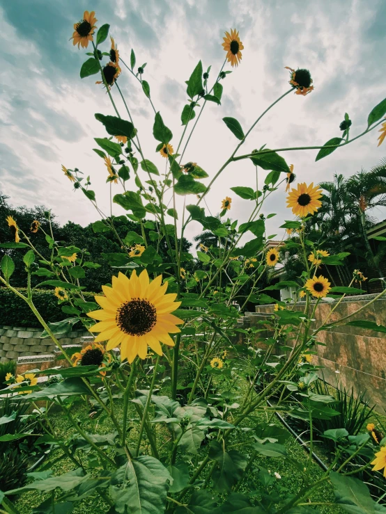 yellow flowers growing in the sun in a large field