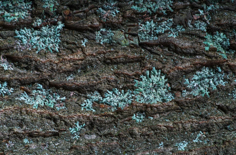 an image of brown moss on tree bark