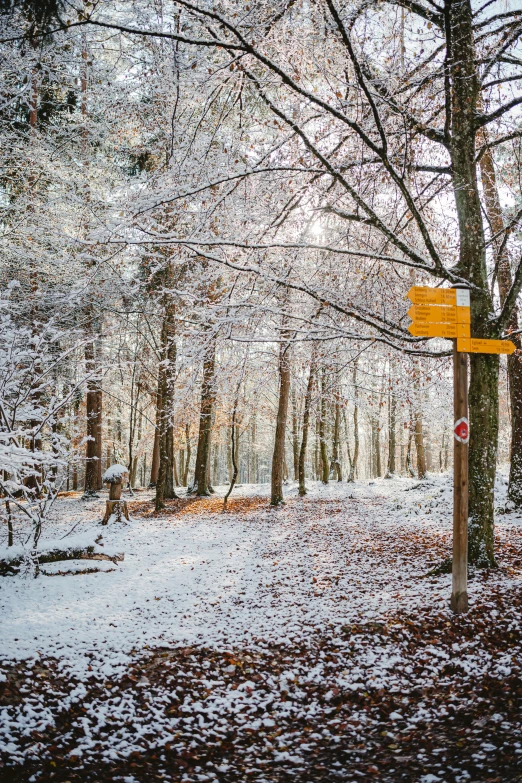 a snow covered trail with a tree lined forest behind it