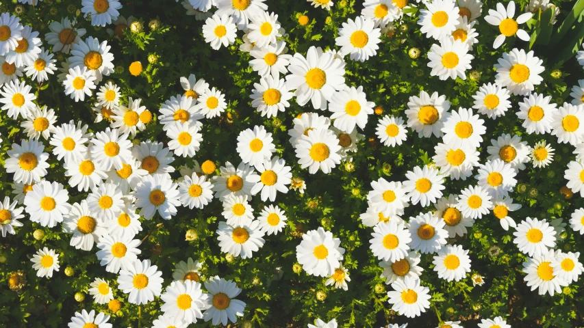 large white and yellow flowers blooming outside on the field