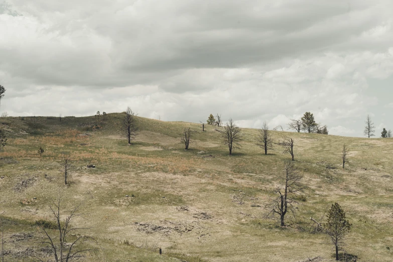 a grassy plain with sp trees and no leaves