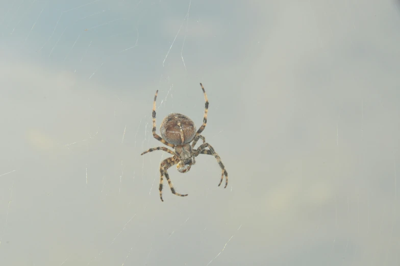 a large spider sitting in the middle of a web on a wall