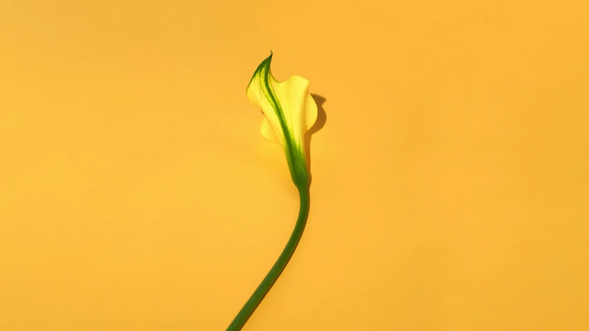 a single flower sitting on top of a yellow table