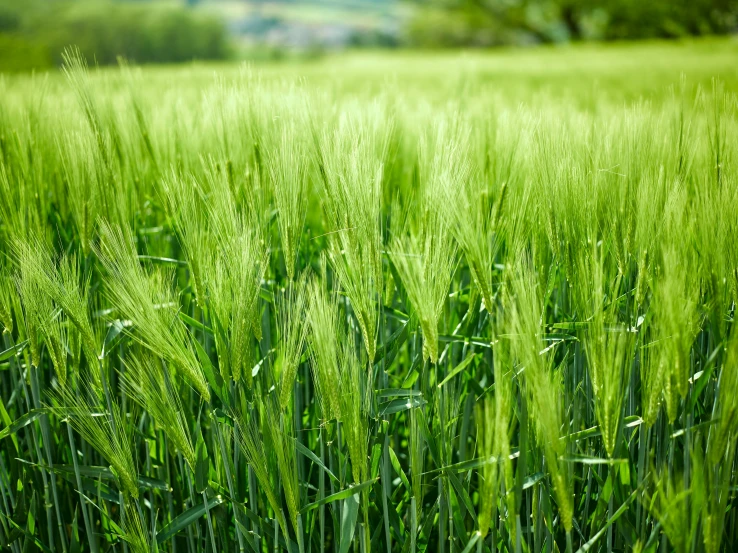 tall grass field with mountains in the distance