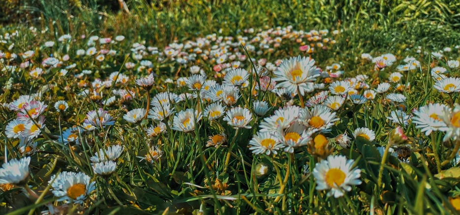 wildflowers are scattered around a field as it is sunny