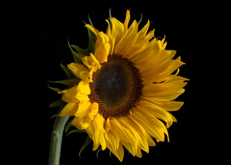 a single sunflower in the middle of the night