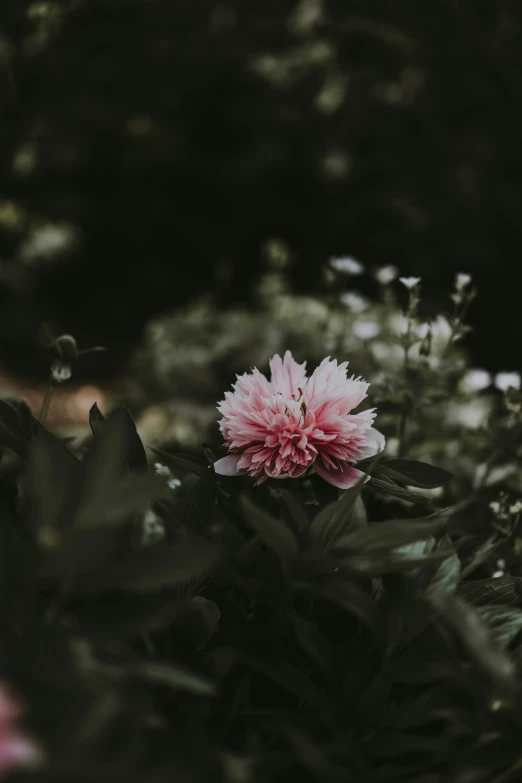 the pink flower is surrounded by green leaves