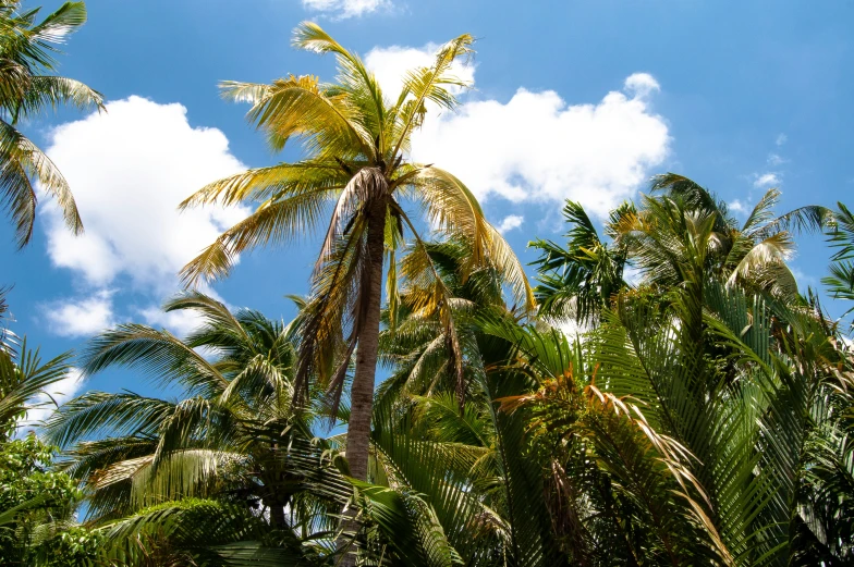 several palm trees with one tall, skinny and no leaves