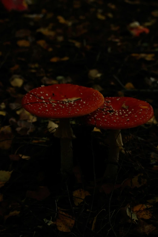 two red mushrooms sitting on top of leaves