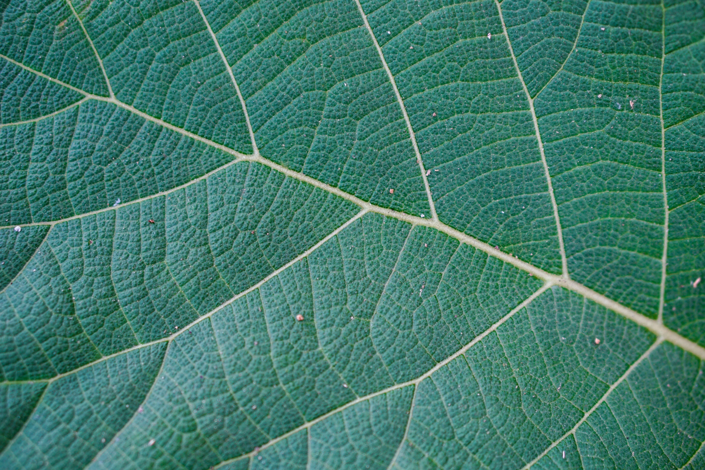 green leaf with ridges from the top