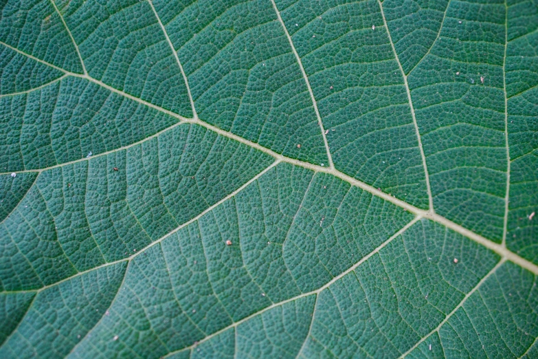 green leaf with ridges from the top