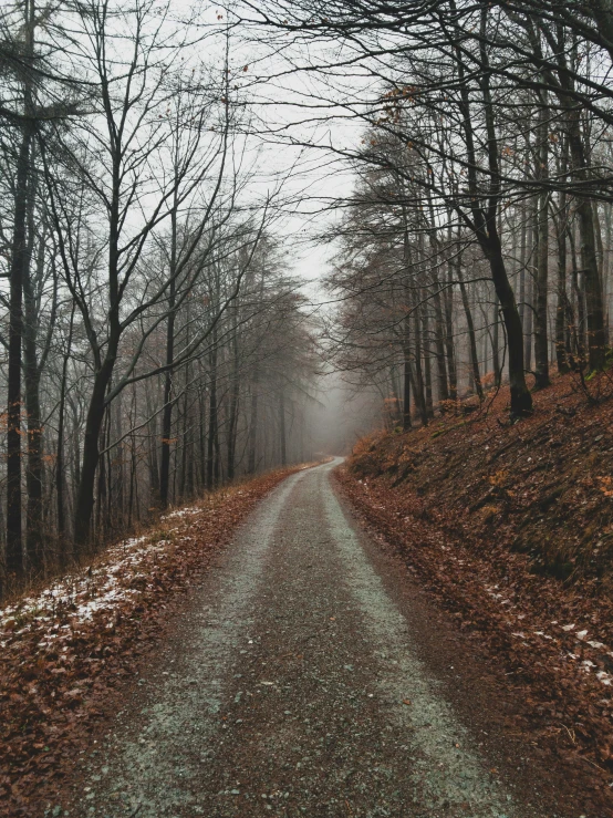 a path winding through trees in the winter