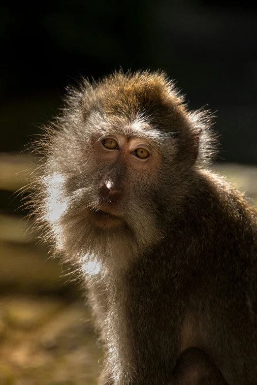 a monkey with its eyes open next to a tree