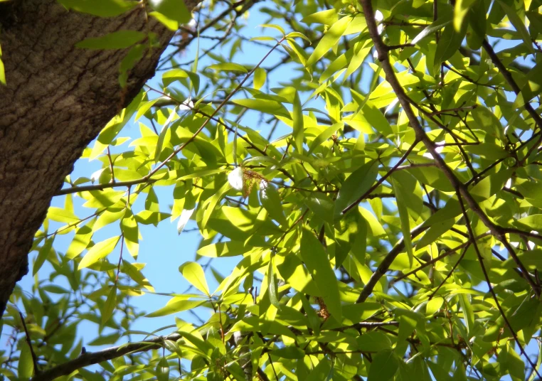 a leafy tree with lots of green leaves