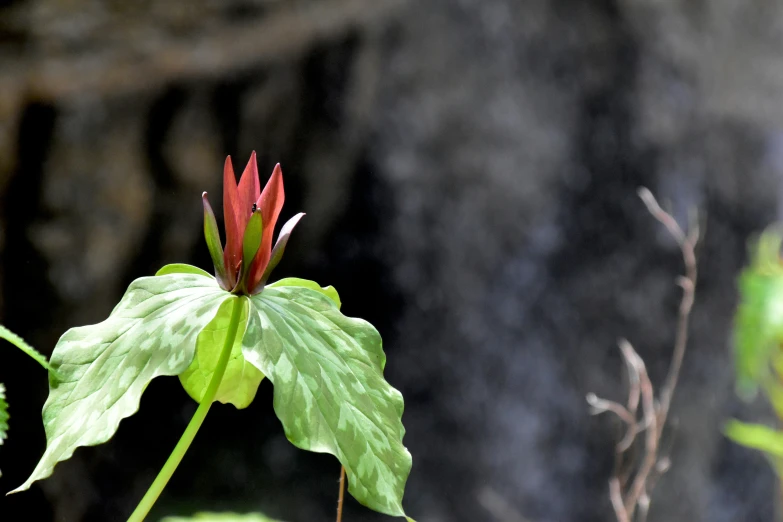 a single red and green plant is in the foreground with a waterfall in the background