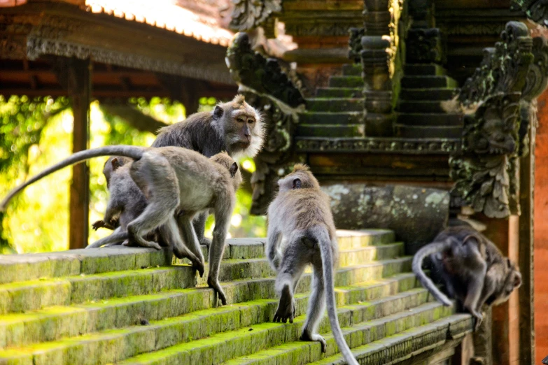 a group of monkeys that are standing on some steps