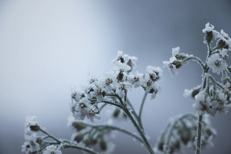 a group of flowers that are sitting in front of a window