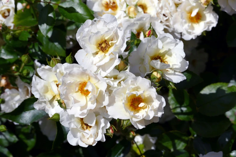 a bush of white roses that are close together