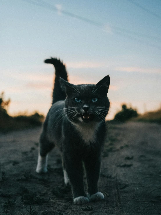 a cat that is walking on a dirt ground
