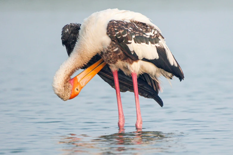 a large bird with a long beak and bill standing in the water