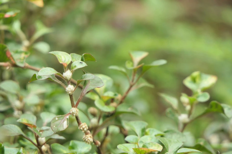 some green plants are being displayed in a garden