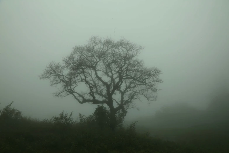 an foggy forest with a lone tree in the middle of the night