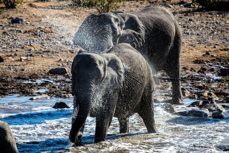 elephants splash water as they walk through the mud