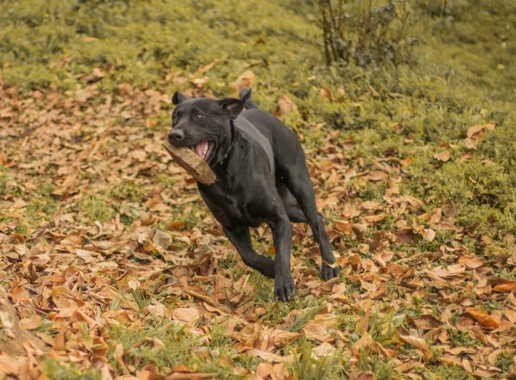 a black dog is running through a leaf covered field