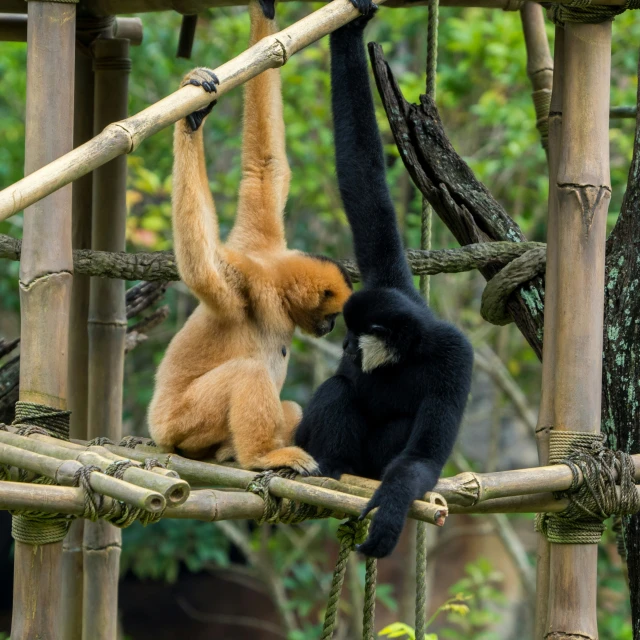 an image of animals hanging on to tree nches