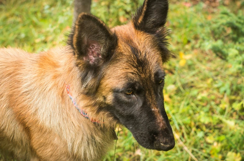 the small german shepard dog is staring at the camera