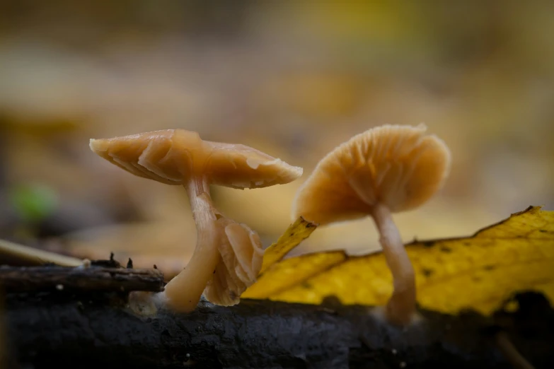 two small mushrooms in the middle of an outdoor area