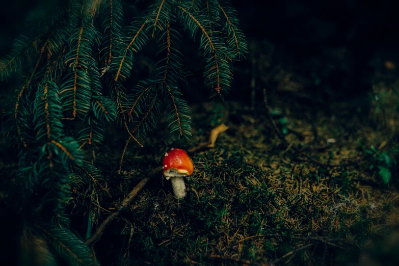 a small red mushroom sits on the ground