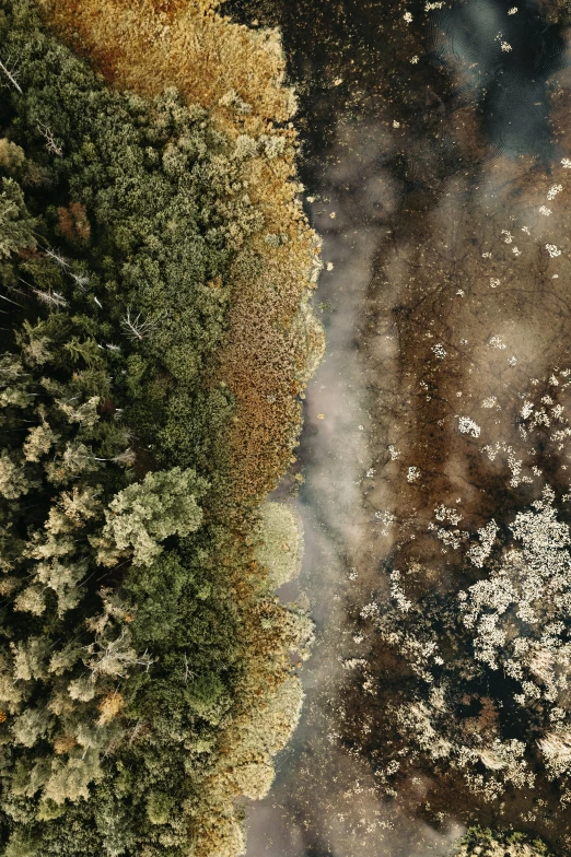 some white flowers and trees in the grass