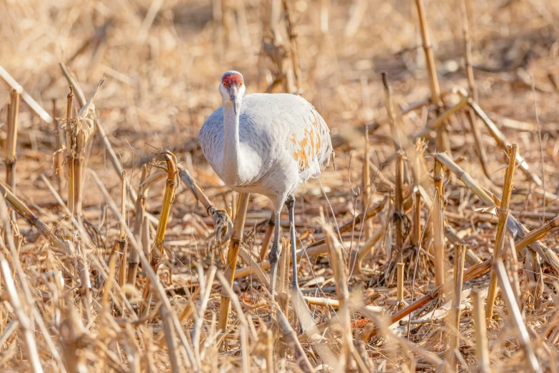 there is a white bird standing in the grass