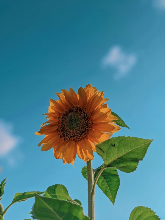 a large sunflower with lots of green leaves on top