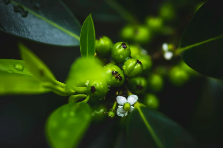 green leaves with white buds are shown here