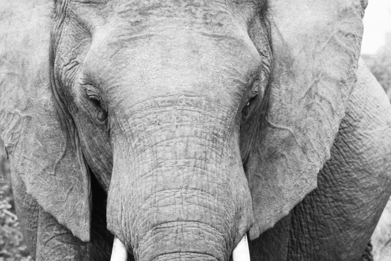 closeup of an elephant with large white tusks