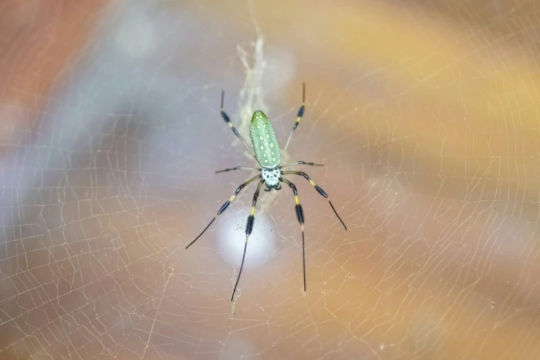 the large spider is hanging from its web