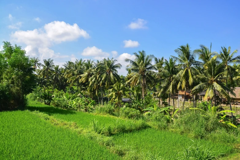 a field filled with green grass next to a forest