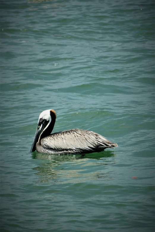 an image of a bird floating in the water