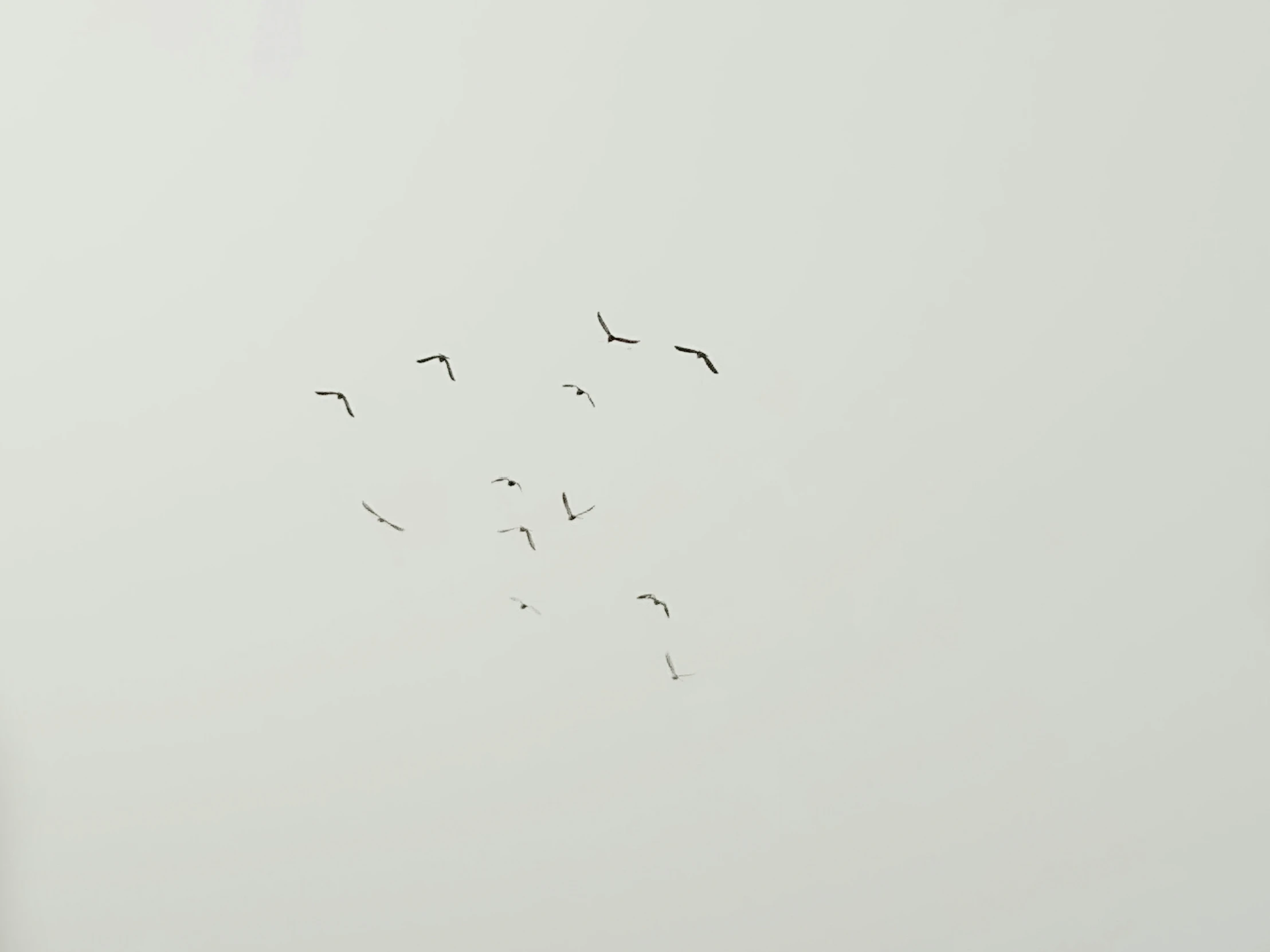 the image shows birds flying in a straight line