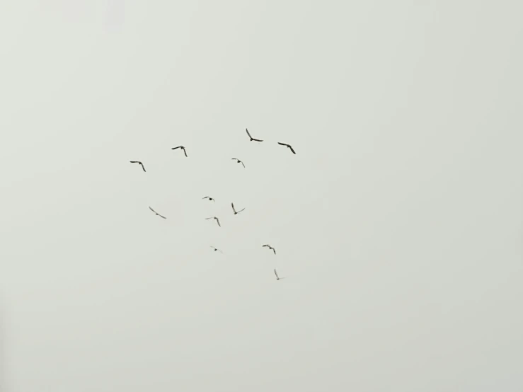the image shows birds flying in a straight line
