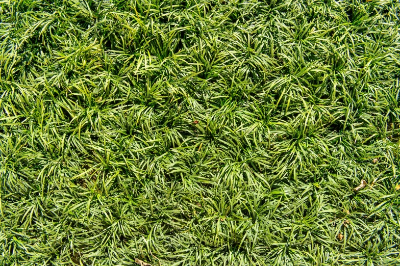 an area with a lot of small green plants