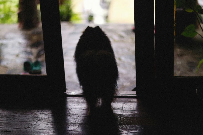 a cat in front of the open door