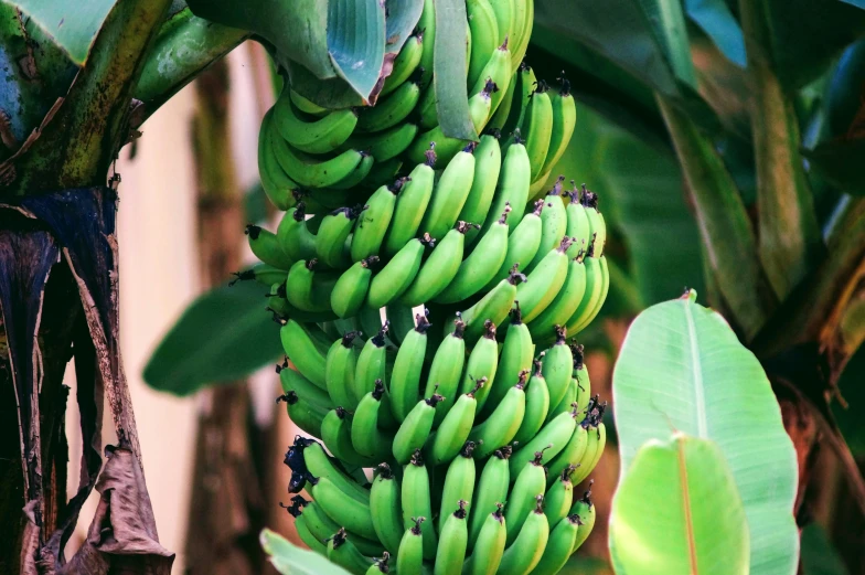 several bunches of bananas hanging from trees in a forest