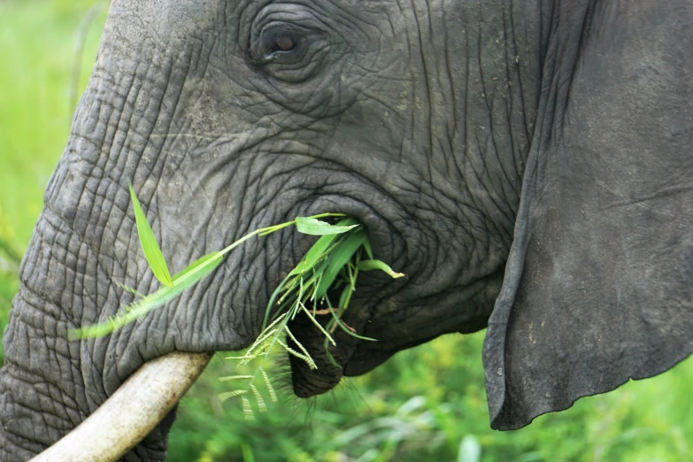 a big elephant that is eating some grass