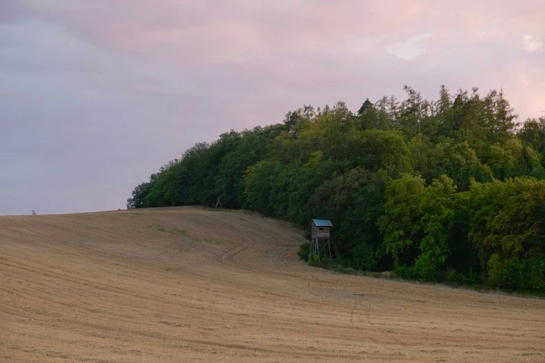 an image of a grassy hill with trees in the background