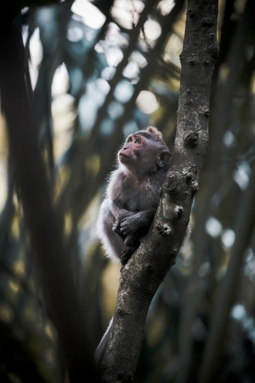 a monkey perched up in a tree and looking into the distance