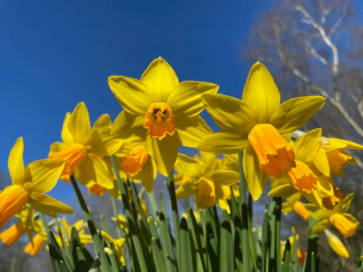 yellow flowers in a field with trees in the background