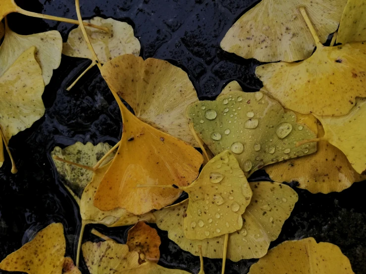 some leaves on a black surface with water droplets